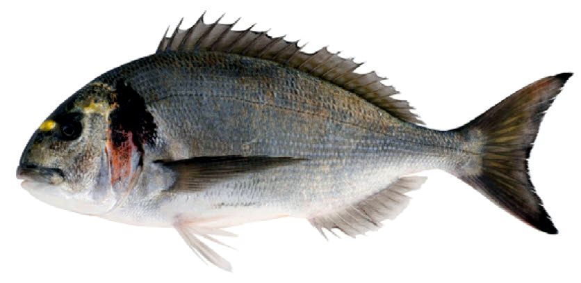 Sparus aurata_06.jpg